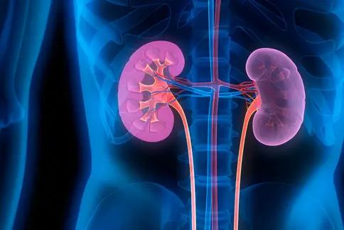 photo of kidney anatomy illustration